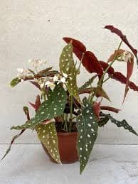 ביגוניה מקולטה