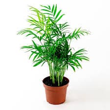 דקל חמדוראה/אריקה