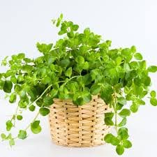 פפרומיה זוחלת