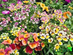 נמזיה  רב שנתית