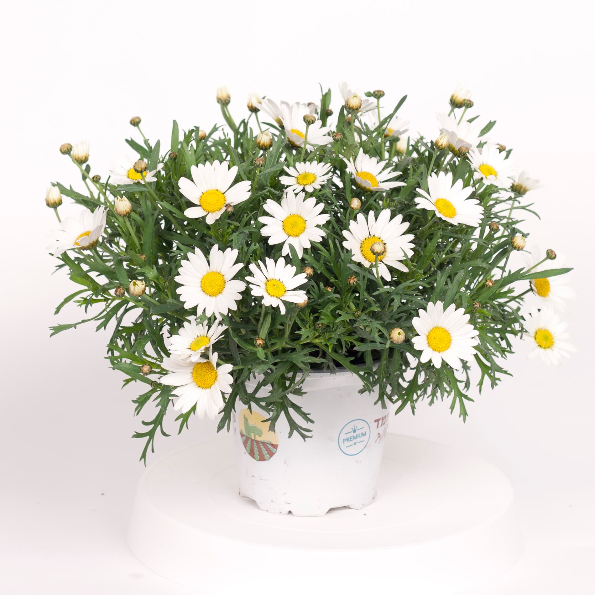 חרצית שיחית