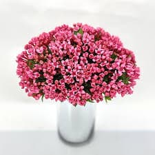 ענף בוורדיה