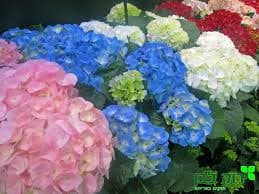 צמח הורטנזיה