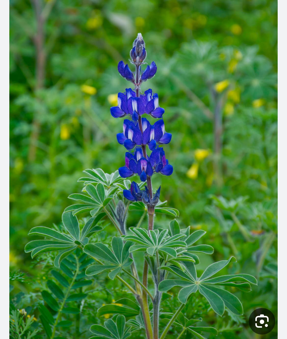 תורמוס ההרים