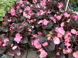 ביגוניה פורח עד