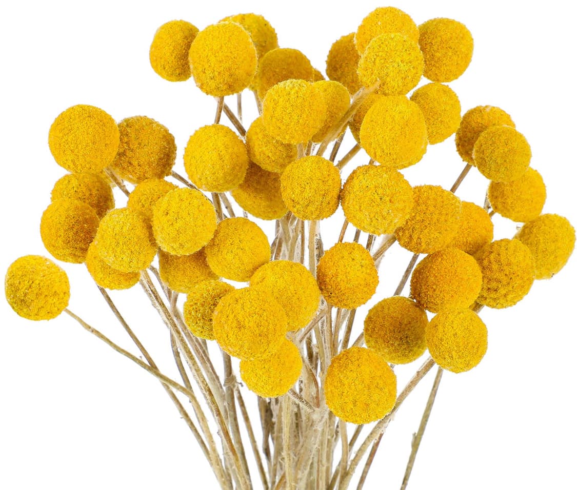 ענף קרספידיה