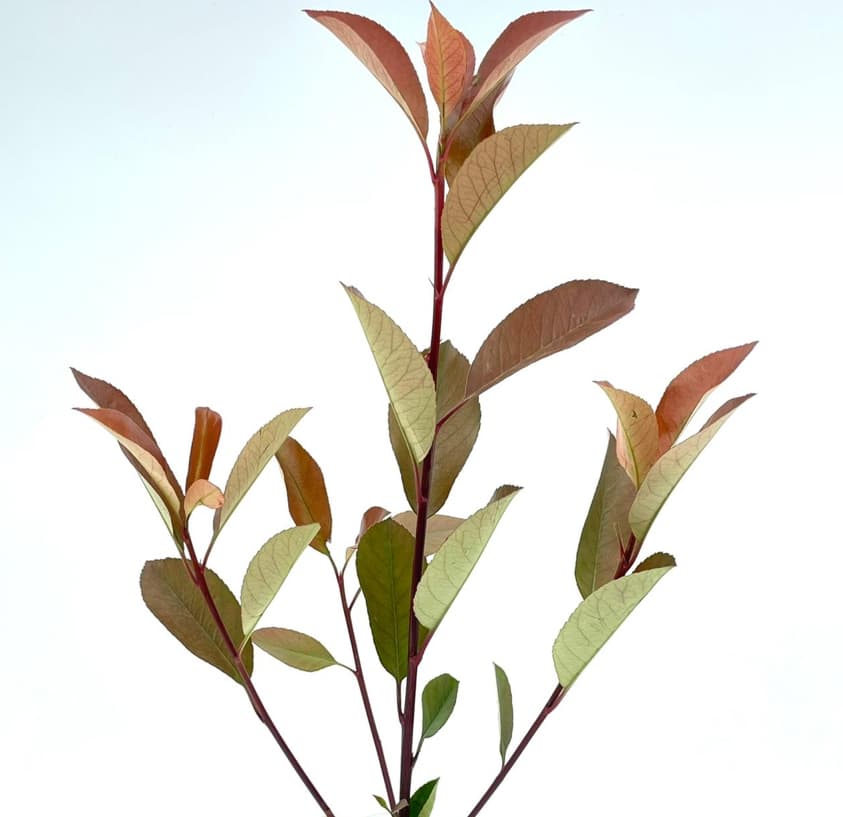 ענף פוטיניה