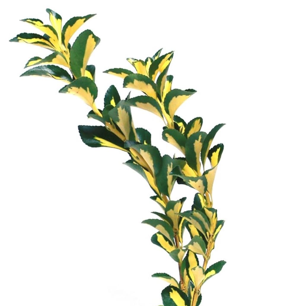 ענף אוונימוס מגוון