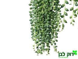 סנציה כדורית