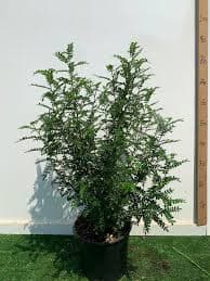 פלפלון סיני מעוצב ע 12