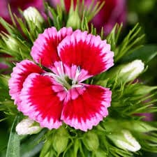 ציפורן סיני