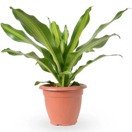 דרצנה מסינגנה