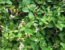 יערה יפנית על קשת