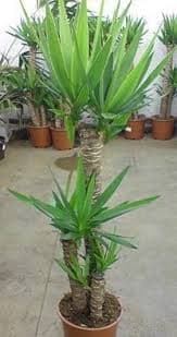 יוקה ירוקה/מגוונת