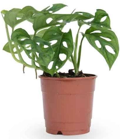 מונסטרה מאנקי