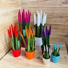 סנסוורה צבעונית