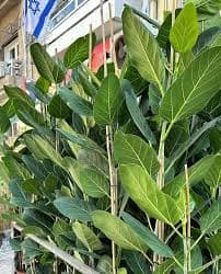 פיקוס אודרי