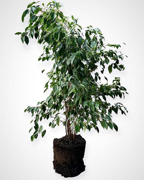 פיקוס אנסטסיה ירוק/מגוון