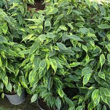 פיקוס גולדן