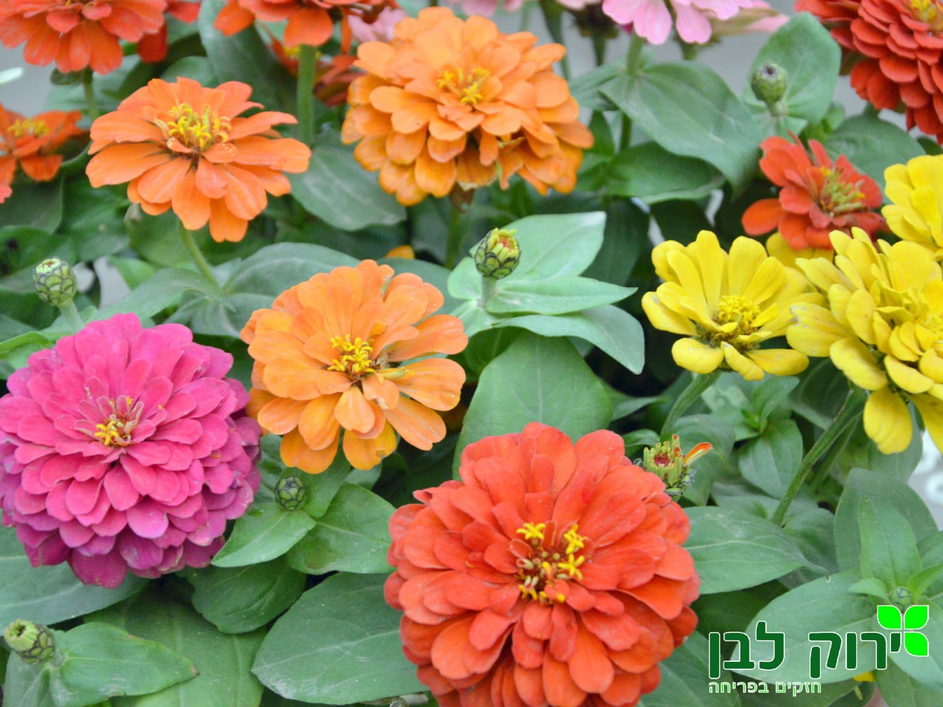 ציניה דרימלר