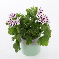 גרניום צרפתי