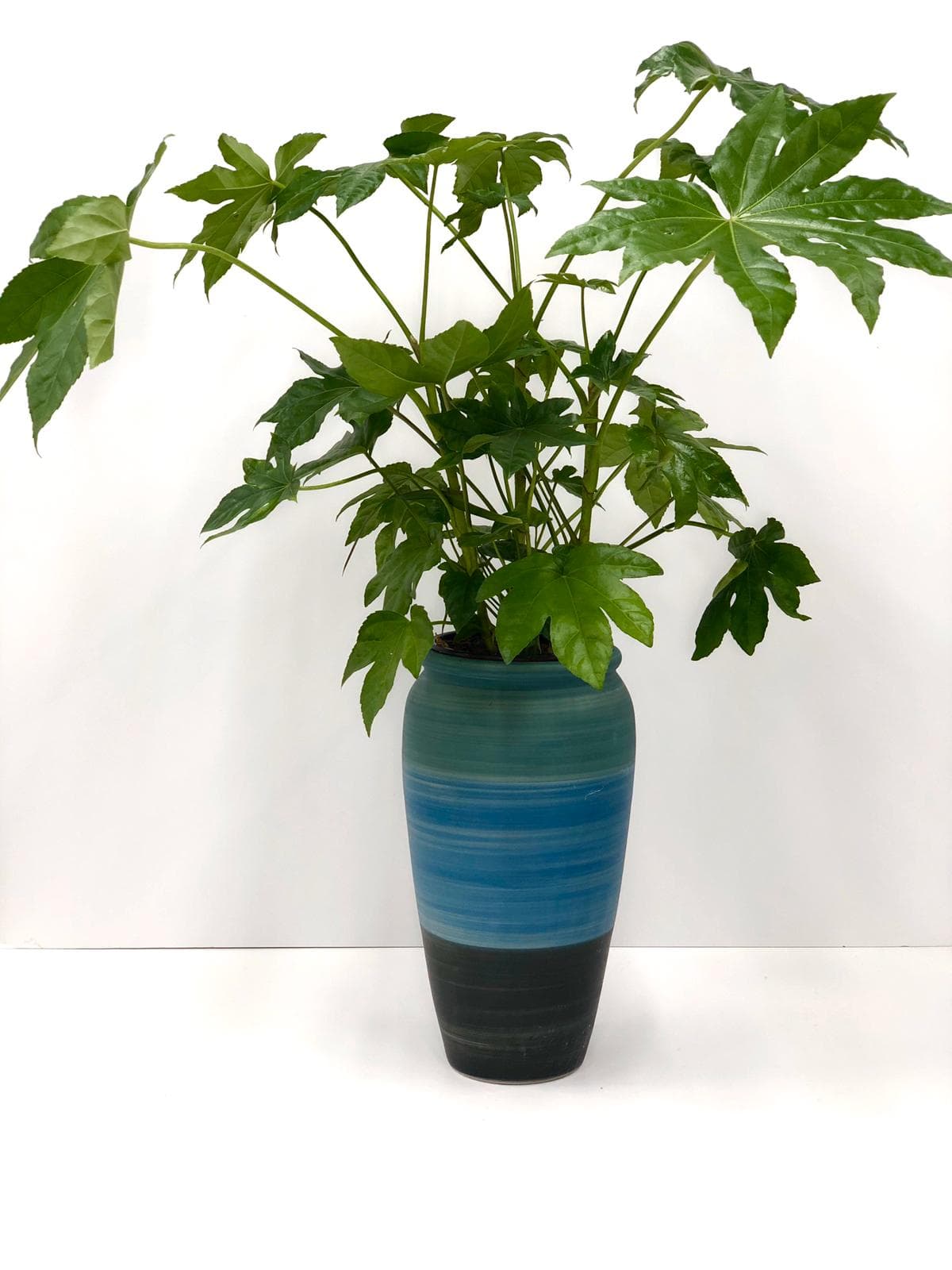 ארליה יפנית