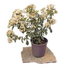 מורן החורש/ מבריק