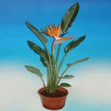 ציפור גן עדן