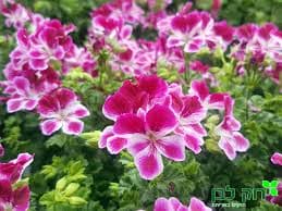 גרניום אנג׳ל אייז