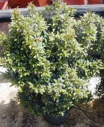 סיזגיום מכבדי