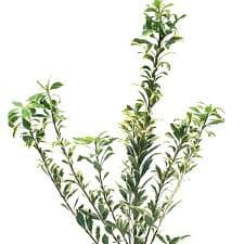 ענף פיטוספורום איטלקי