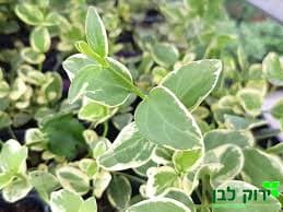 וינקה מז׳ור