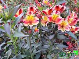 אלסטרומריה