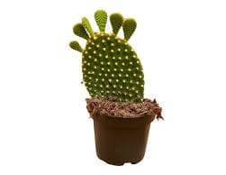 קקטוס קשקשתא