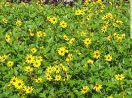 חמניה זוחלת