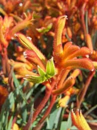 ענף כף קנגרו