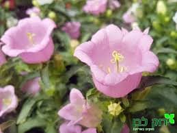 ענף קמפנולה