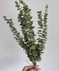 אקליפטוס שיח