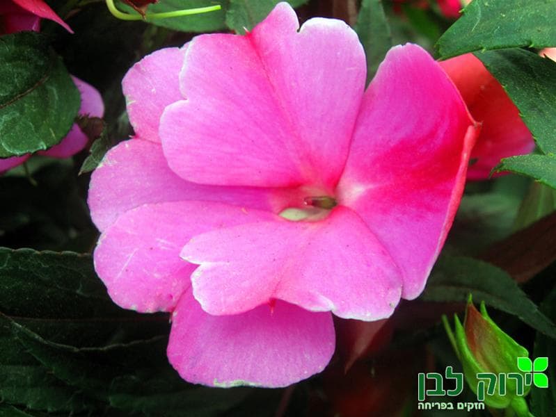 בשמת ניו גינאה