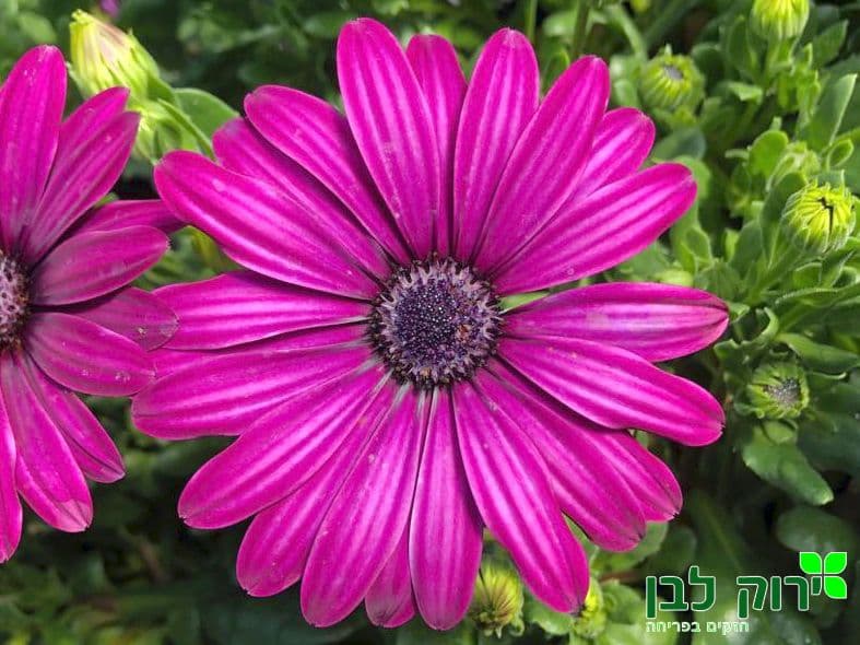 גרמית זקופה