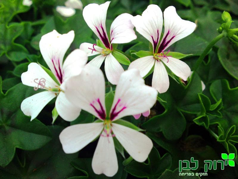גרניום זוחל- וילה