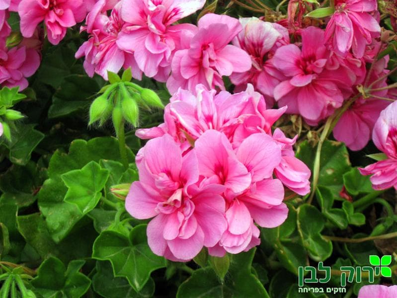 גרניום זוחל- פרח מלא