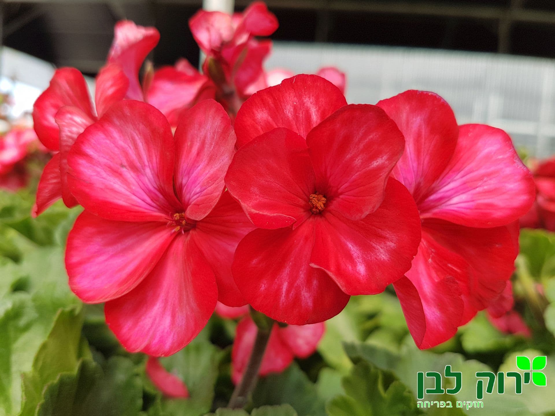 גרניום זקוף