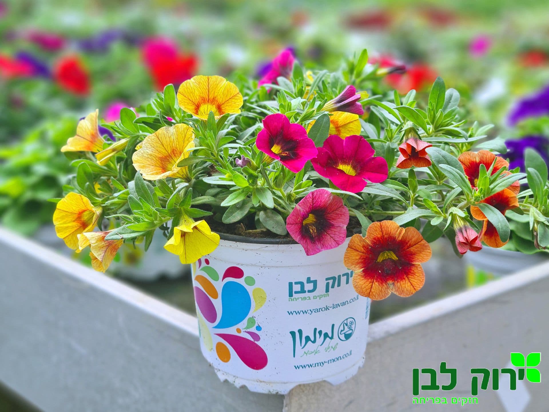 מפלית מיני- טריקסי מיקסי