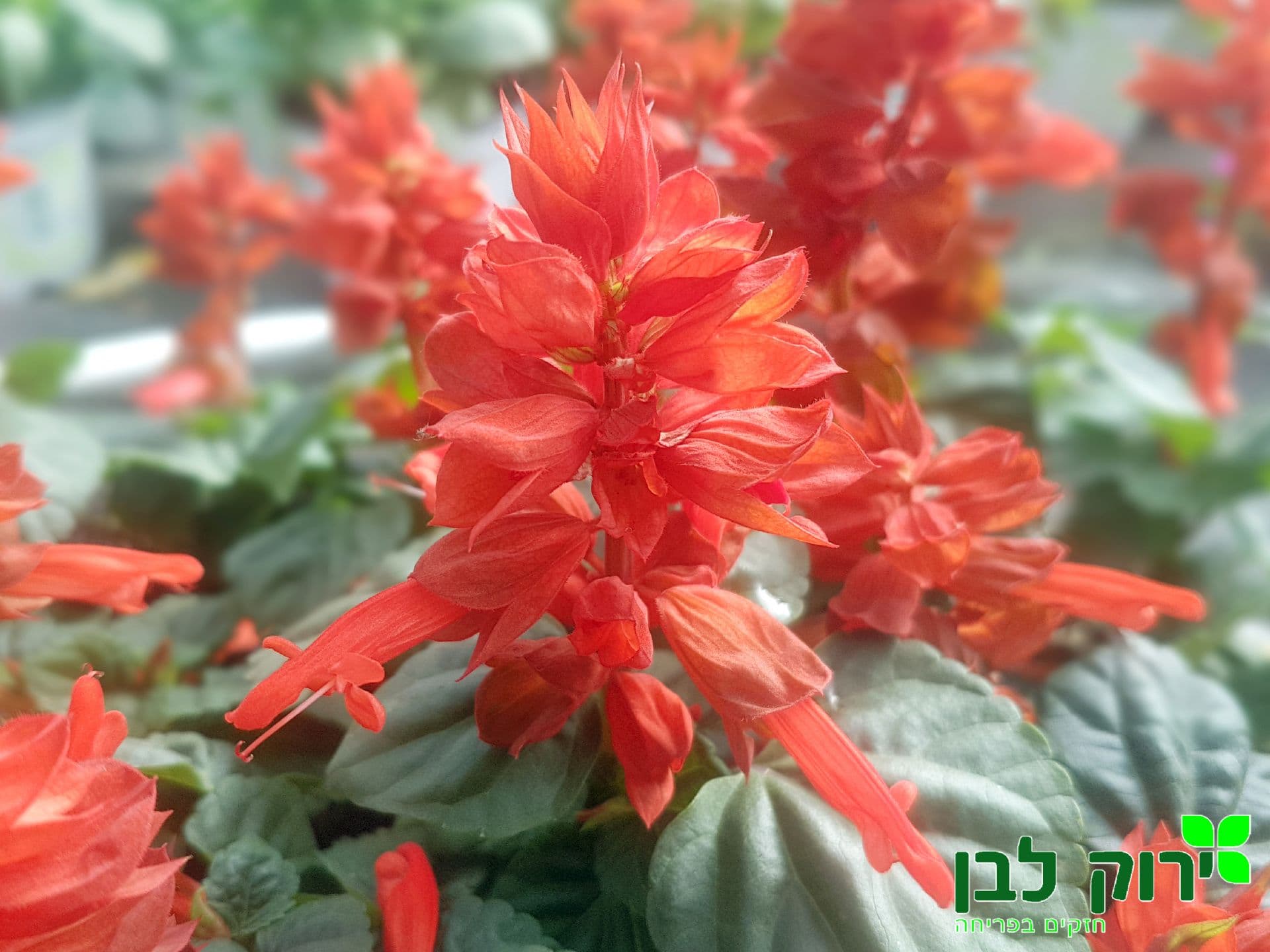 מרווה הדורה