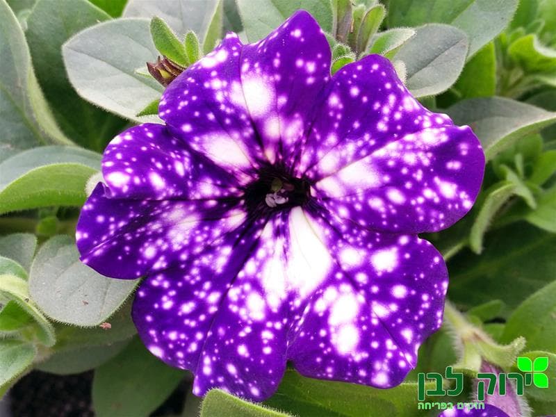 פטוניה זוחלת- מפלית