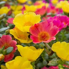 פורטולקה רב שנתית