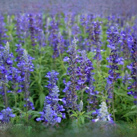 מרווה  סאליפן/אחר