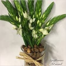 ענף נץ חלב קצר