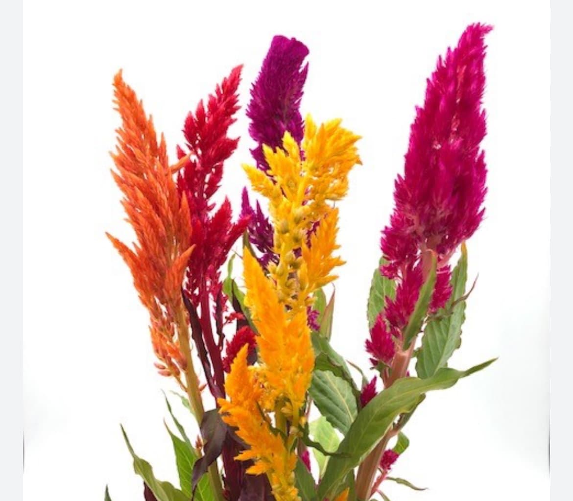 ענף צלוזיה/ כרבולת